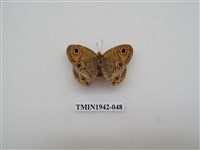 藏品(密紋波眼蝶)的圖片